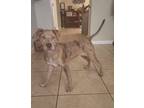 Adopt Cooper a Brindle Catahoula Leopard Dog / Mixed dog in Parrish