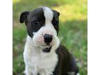 Adopt Una a Black - with White American Pit Bull Terrier / Mixed dog in