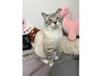 Adopt Mochi a White (Mostly) Exotic / Mixed (medium coat) cat in Pittsburgh