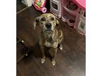 Adopt Opal a Brown/Chocolate - with Tan Catahoula Leopard Dog / Mixed dog in