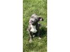 Adopt Zoey a Gray/Blue/Silver/Salt & Pepper Staffordshire Bull Terrier / Mixed