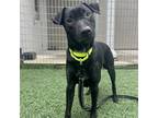 Adopt Cody a Black - with White Labrador Retriever / Blue Heeler / Mixed dog in