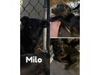 Adopt Milo a Black Dachshund / Mixed dog in Saint James, MO (41481996)
