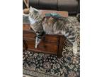 Adopt Jasper a Brown Tabby Domestic Longhair / Mixed (medium coat) cat in