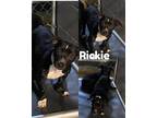 Adopt Rickie a Black - with White Dachshund / Mixed dog in Saint James