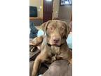 Adopt Jackson a Brown/Chocolate Labrador Retriever / Mixed dog in Jackson
