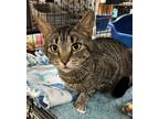 Adopt Maverick a Brown Tabby Domestic Shorthair / Mixed cat in Blasdell