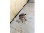 Adopt Bambi a Brown/Chocolate - with White Catahoula Leopard Dog / Mixed dog in