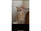 Adopt Meeko a Orange or Red Tabby Domestic Shorthair / Mixed (short coat) cat in