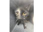Adopt FERAL a Domestic Shorthair / Mixed (short coat) cat in Highland Village