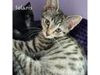 Adopt Solaris a Domestic Short Hair