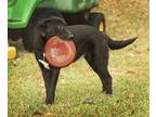 Adopt Lucky a Black Labrador Retriever / Mixed dog in Shreveport, LA (35108927)
