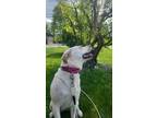 Adopt Shae a Labrador Retriever / Mixed dog in Port Jervis, NY (41481761)