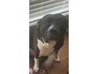 Adopt Bowser a Black - with White American Pit Bull Terrier / American
