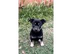 Adopt Lionel a Black - with Tan, Yellow or Fawn Shepherd (Unknown Type) / Mixed