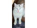 Adopt Tom a White (Mostly) Domestic Longhair / Mixed (medium coat) cat in Los