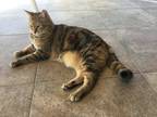 Adopt Stella a Orange or Red Tabby American Shorthair / Mixed (medium coat) cat