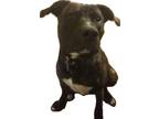 Adopt Carley a Brindle Mutt / Mixed dog in Del City, OK (41481632)