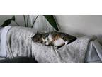 Adopt Button a Gray, Blue or Silver Tabby Tabby / Mixed (medium coat) cat in