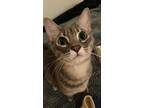 Adopt Miyuki a Gray, Blue or Silver Tabby Tabby / Mixed (short coat) cat in San