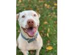 Adopt Sunny a White - with Red, Golden, Orange or Chestnut American