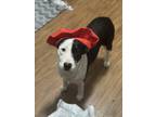 Adopt Luna a Black - with White Australian Shepherd / Boxer / Mixed dog in