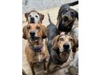 Adopt Lil Ann a Black - with Gray or Silver Bluetick Coonhound / Mixed dog in