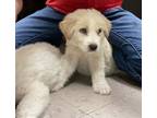 Adopt Elaine HTX a Tan/Yellow/Fawn Great Pyrenees / Golden Retriever dog in