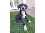 Adopt Ace a White Labrador Retriever / Mixed dog in Discovery Bay, CA (41481616)