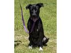 Adopt Eva a Black - with White Boxer / Labrador Retriever / Mixed dog in