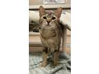 Adopt Aimee a Domestic Shorthair / Mixed cat in Lincoln, NE (41477629)