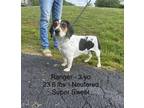 Adopt Ranger a Beagle / Mixed dog in Westwood, NJ (41481534)