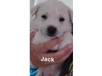 Adopt Jack a White Husky / Great Pyrenees / Mixed dog in Moriarty, NM (41481527)