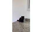 Adopt Lea a Black (Mostly) Scottish Fold / Mixed (short coat) cat in Wheeling