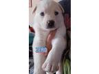 Adopt Zero a White Husky / Great Pyrenees / Mixed dog in Moriarty, NM (41481540)