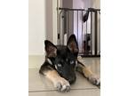 Adopt Luna a Black - with White Husky / Shepherd (Unknown Type) / Mixed dog in