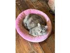 Adopt Dusty a Calico or Dilute Calico Domestic Longhair / Mixed (long coat) cat