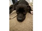 Adopt Orion a Black - with White American Staffordshire Terrier / Mixed dog in