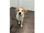 Adopt Daisy a Tan/Yellow/Fawn - with White Great Pyrenees / Border Collie /