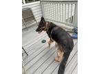Adopt Max a Tricolor (Tan/Brown & Black & White) German Shepherd Dog / Mixed dog