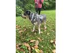 Adopt Laurie a Black - with Gray or Silver Catahoula Leopard Dog / Mixed dog in