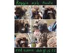 Adopt Reggie a Brown/Chocolate Poodle (Miniature) / Mixed dog in Woodbridge