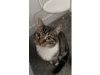 Adopt Matilda a Gray, Blue or Silver Tabby Tabby / Mixed (short coat) cat in