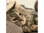 Adopt Rocky a Brown Tabby Maine Coon / Mixed (long coat) cat in Los Angeles