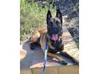 Adopt Bubba a Brown/Chocolate - with Black Belgian Malinois / Mixed dog in