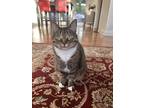 Adopt Sagira a Brown Tabby Tabby / Mixed (medium coat) cat in Beaverton