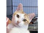 Adopt Charlie a White (Mostly) Domestic Shorthair (short coat) cat in Lafayette