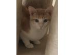 Adopt Hazel a Orange or Red (Mostly) Domestic Shorthair (short coat) cat in
