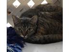 Adopt Katie a Brown Tabby Domestic Shorthair (short coat) cat in Lompoc
