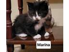 Adopt Marina a Domestic Short Hair